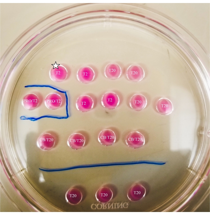 Agar plate assay showing T2 variation and dye reaction for cell culture analysis in petri dish.