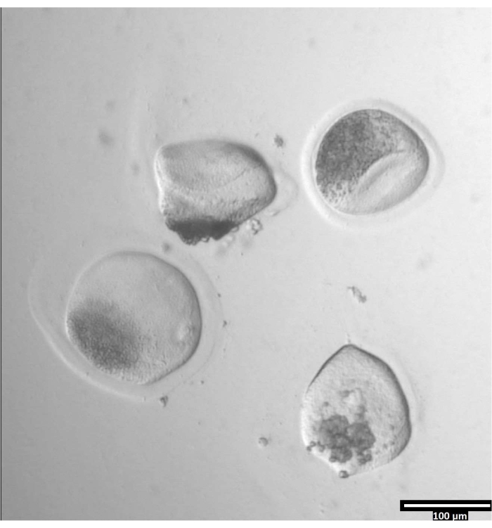 Paramecium under microscope; cell structure analysis, microscopy image for biological study.