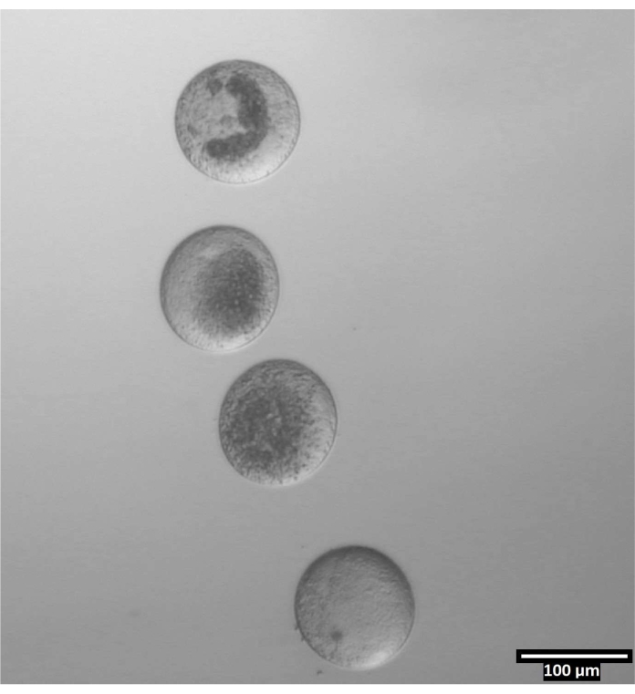 Embryo development stages; microscope image, cell division process, developmental biology study.