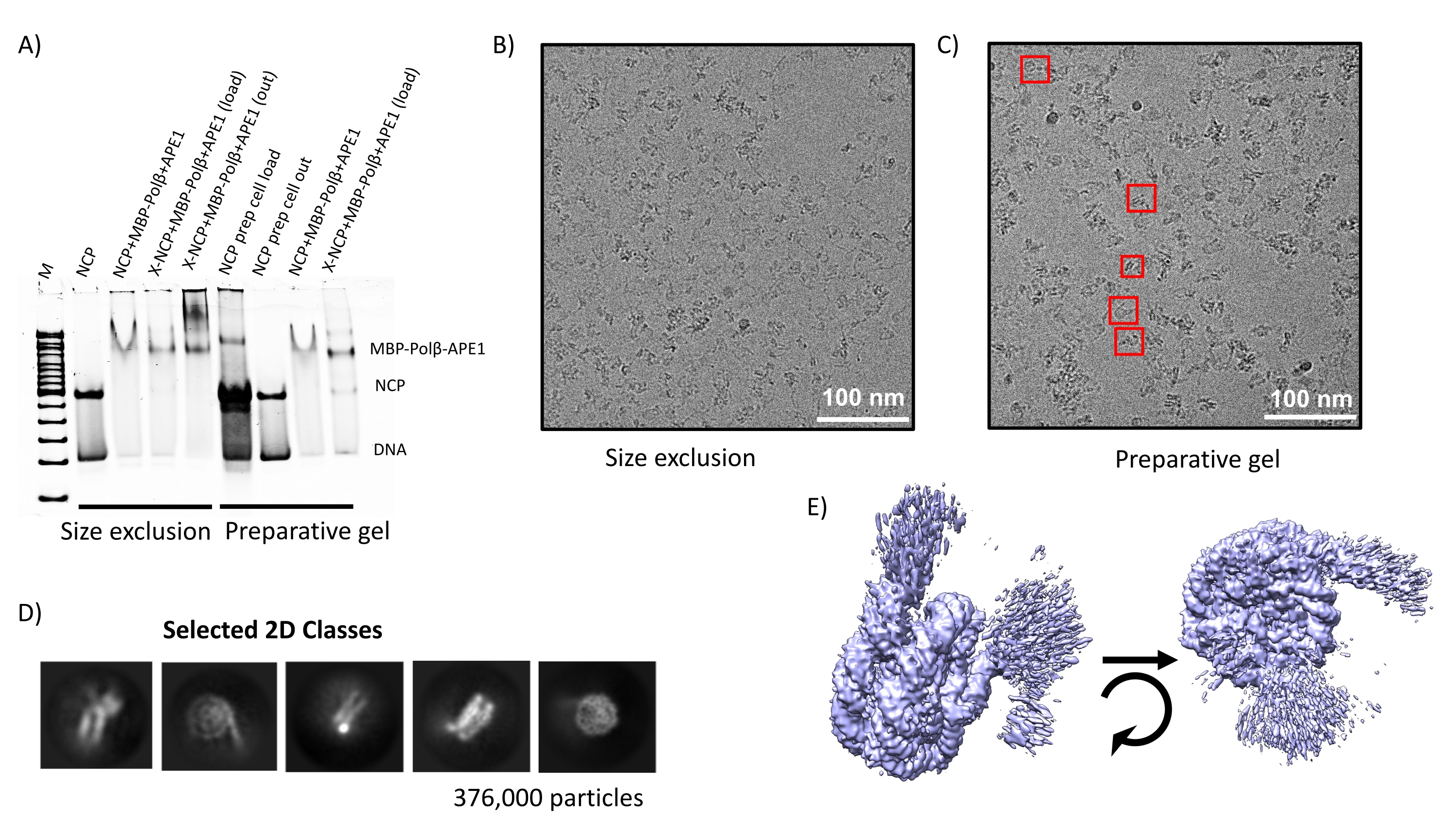 Preparation of Nucleosome Core Particles Complexed with DNA Repair Factors  for Cryo-Electron Microscopy Structural Determination