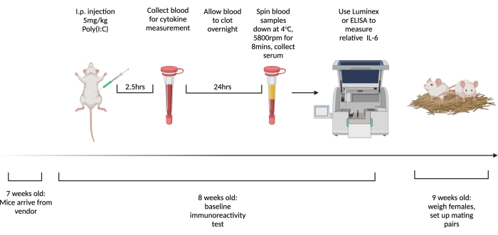 Mouse cytokine measurement process with Poly(I:C) injection, blood collection, serum centrifugation.