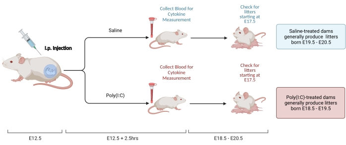 Lp injection experiment diagram; cytokine measurement, litter birth analysis in treated mice.