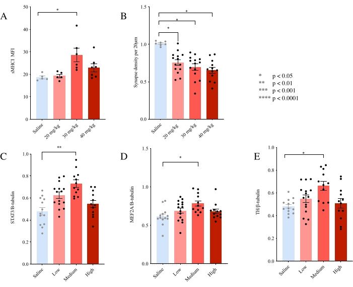 Bar charts show synapse density, sMHC I, STAT3, MEF2A, THP levels across varying dosages.