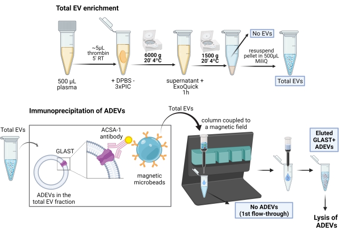 Total EV enrichment process, immunoprecipitation of ADEV diagram, showing plasma preparation.
