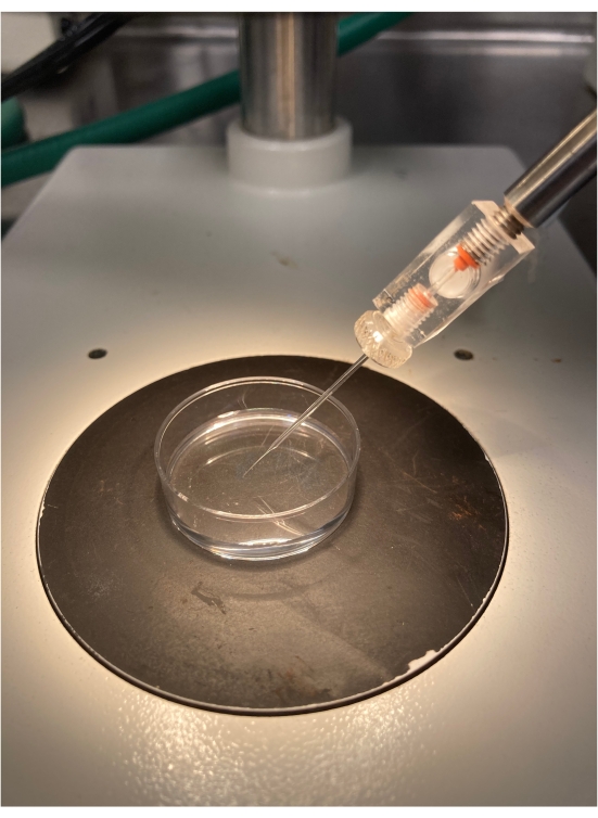 Microscopy setup with petri dish and microinjection needle for cellular analysis experiment.