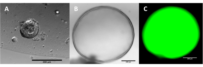 Microscopy images of cell structures; phases A-C; brightfield and fluorescence methods; 200μm scale.