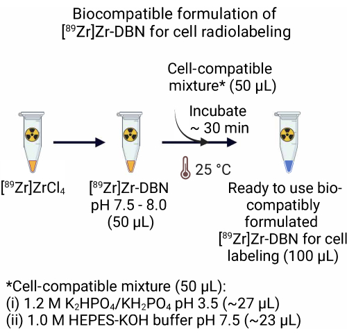 Biocompatible Zr-DBN formulation process diagram, cell radiolabeling, incubation at 25°C for 30 mins.