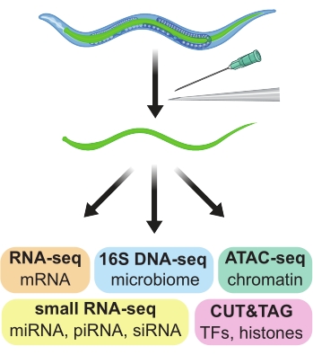 figure-results-1 Gene expression analysis; sequencing methods diagram; RNA-seq, DNA-seq, ATAC-seq, CUT&TAG pathways.