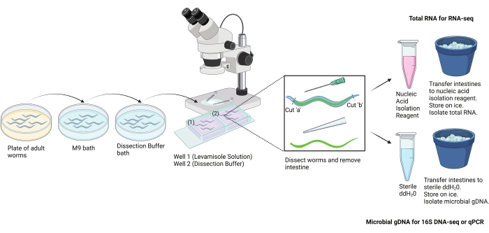 figure-results-2 Worm dissection diagram, RNA and gDNA isolation, microscopy setup, RNA-seq, qPCR preparation.
