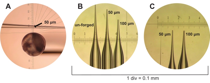 figure-results-3 Micro-scale measurement diagram showing needle tip dimensions (A: 50 μm, B: 50-100 μm, C: 50-100 μm).