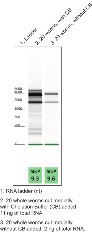figure-results-4 RNA gel electrophoresis diagram showing RNA integrity; ladder and samples with/without chelation buffer.