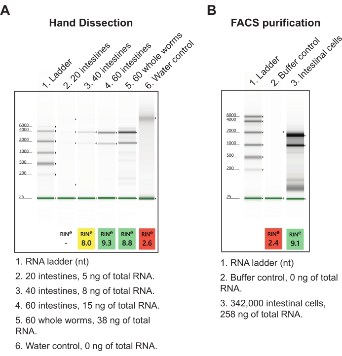 figure-results-7 RNA isolation comparison, electrophoresis gel diagram; hand dissection vs FACS purification results.