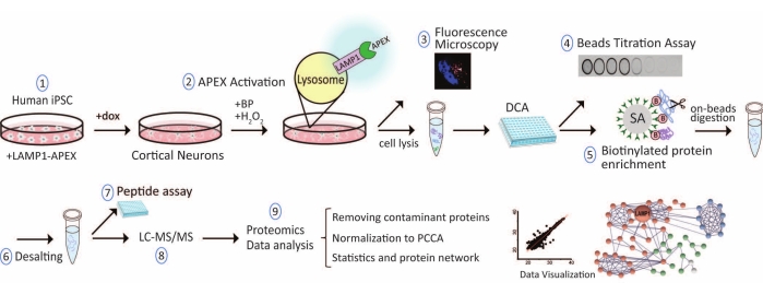 figure-results-1 Proteomics workflow diagram with iPSC, APEX activation, biotinylation, LC-MS/MS, data analysis.