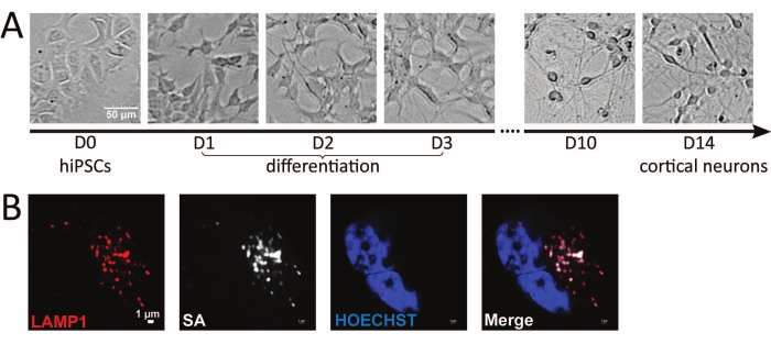 figure-results-2 Differentiation process of hiPSCs to cortical neurons; microscopy images, LAMP1, SA, Hoechst staining.