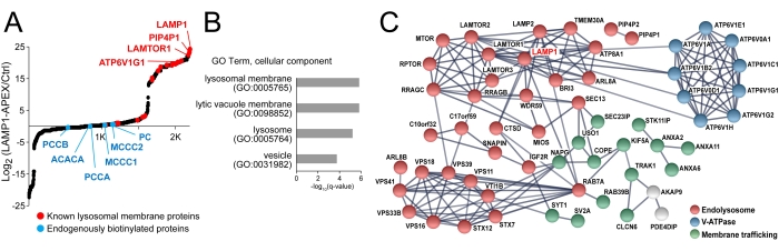 figure-results-5 Lysosomal membrane protein analysis; data includes scatter plot, GO term chart, protein network diagram.
