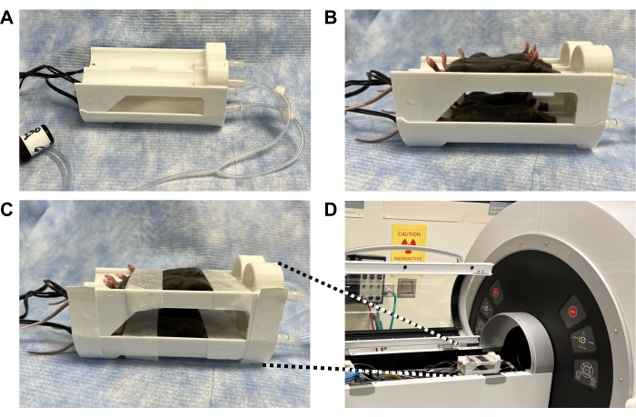MRI imaging setup with a mouse in a custom holder; process demonstrates preparation for scanning.
