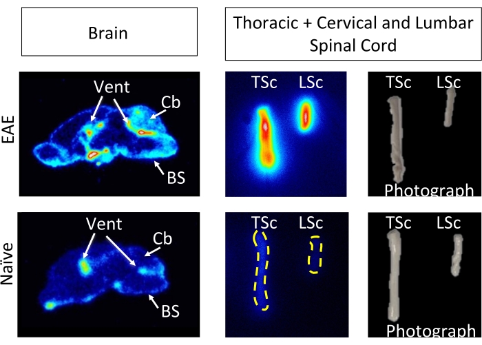 Brain and spinal cord fluorescence images; EAE vs Naïve; Vent, Cb, BS regions; TSc, LSc analysis.