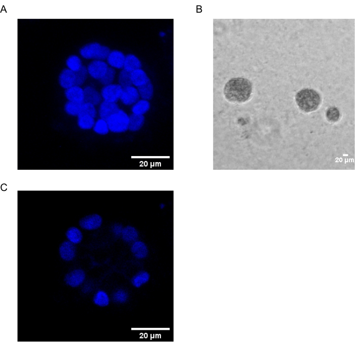 figure-introduction-1 Fluorescence microscopy image of cell nuclei with blue dye; phase contrast displays morphology.