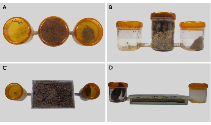 Microbial growth chamber setup; nutrient gradient analysis; interconnected petri dishes.