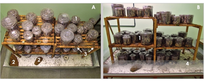 Larvae culture setup in plastic containers on shelves; diagram of insect breeding experiment.