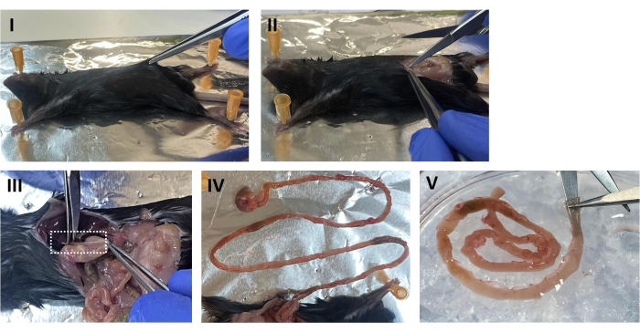 Dissection procedure showing steps for intestinal extraction in a laboratory experiment analysis.
