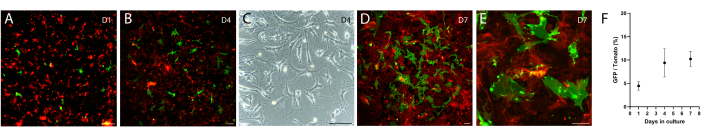 Fluorescent images of cell cultures showing GFP expression over days in culture with quantitative graph.