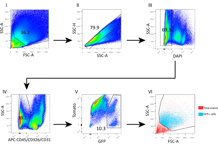 Flow cytometry analysis, diagram, cell sorting via SSC/FSC, APC-CD45/CD326 markers for cell differentiation.