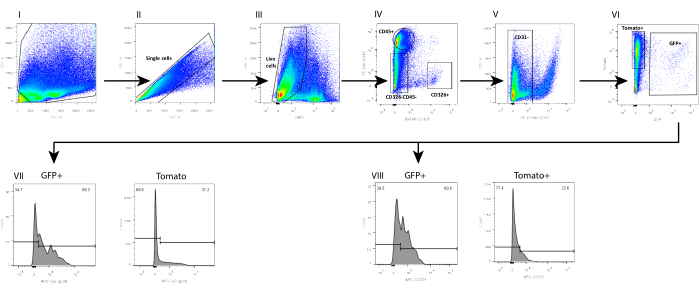 Flow cytometry analysis diagram, cell sorting process, GFP+ detection, experiment results.