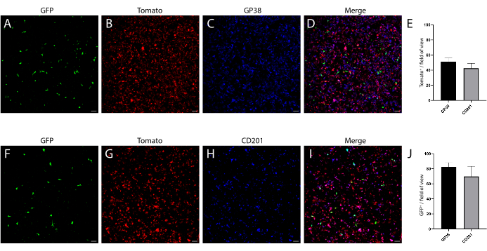 Immunofluorescence microscopy of GFP, Tomato, GP38/CD201; merged images and bar charts for analysis.