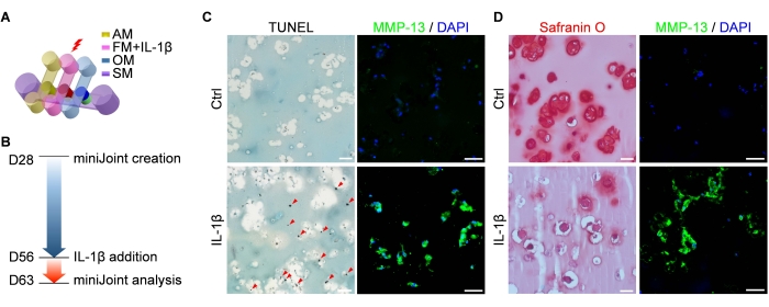 MiniJoint creation timeline and analysis; TUNEL assay, MMP-13/DAPI staining, IL-1β effect on cells.