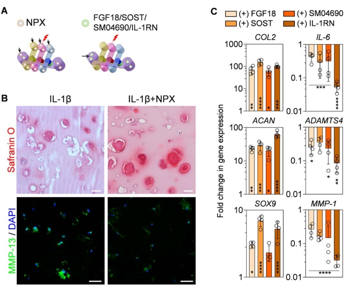 Chondrocyte culture analysis; diagram, Safranin O stain, gene expression bar charts for IL-1β effect.