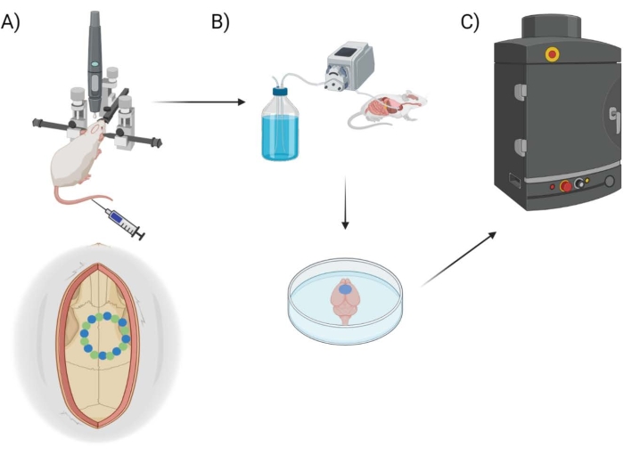 figure-introduction-1 Transgenic animal creation process, diagram with syringe injection, incubation, cellular analysis.