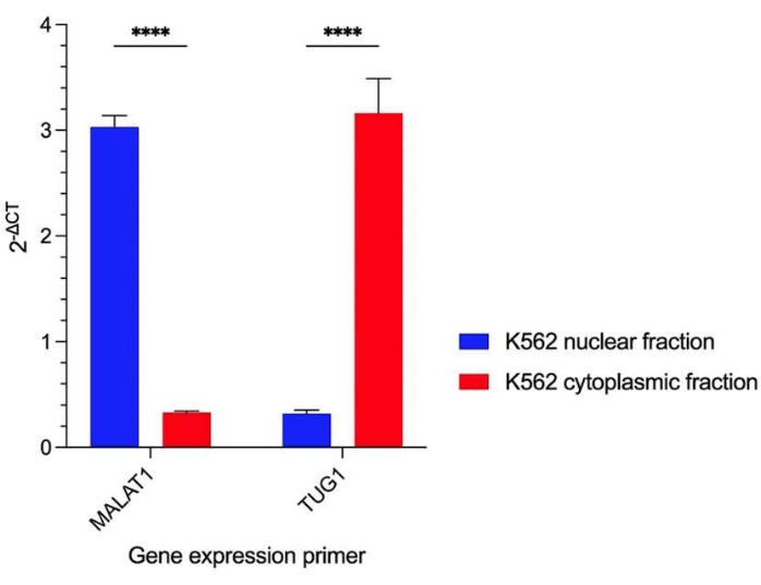 Gene expression bar chart, MALAT1 vs TUG1, K562 cells, 2−ΔCt method, nuclear vs cytoplasmic.