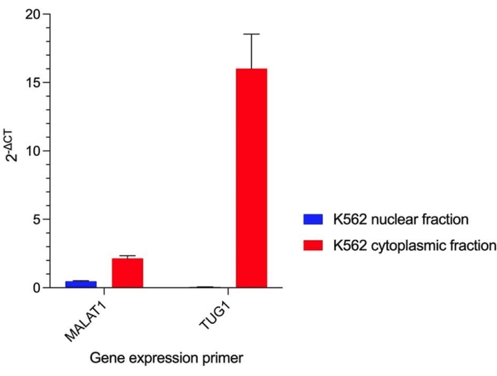 Gene expression bar chart, 2^-ΔCT, K562 nuclear, cytoplasmic fractions, MALAT1, TUG1 analysis.