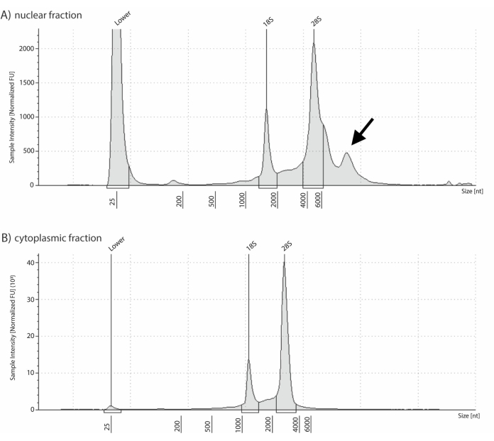 RNA size distribution; electropherogram; 18S, 28S analysis; nuclear vs cytoplasmic fraction graph.