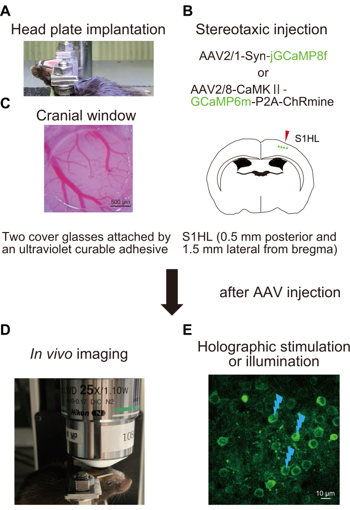Head plate implantation, stereotaxic injection, cranial window, in vivo imaging, holographic stimulation.