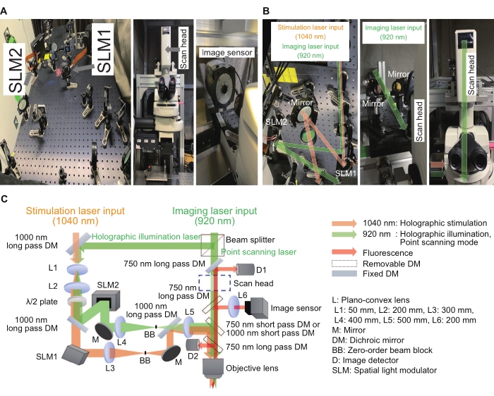 Holographic imaging setup with 1040 nm stimulation, 920 nm imaging lasers; diagram and equipment.