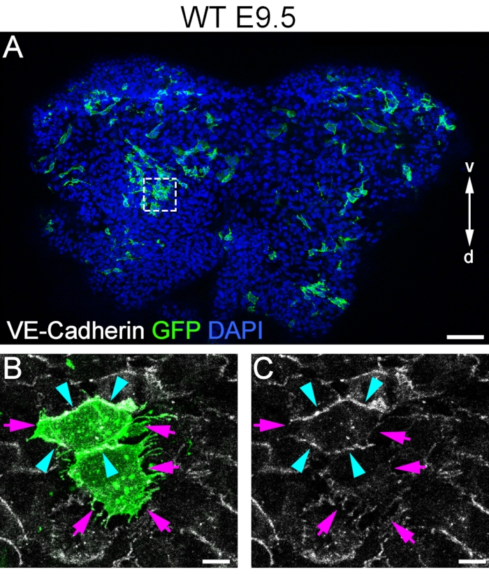 Embryo immunofluorescence diagram with VE-Cadherin, GFP, DAPI, cellular interaction at E9.5.