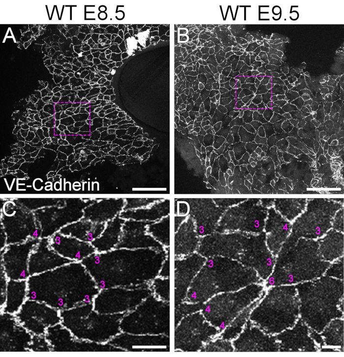 VE-cadherin localization in embryonic development; fluorescence microscopy, vascular formation study.