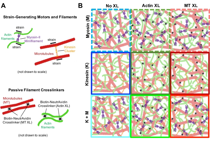 Strain-generating motors and filaments diagram with microtubules, actin filaments, crosslinkers.