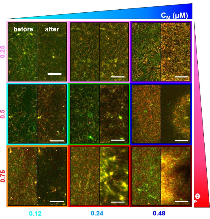 Microscopy images comparing cellular structures before and after treatment; concentration variation.
