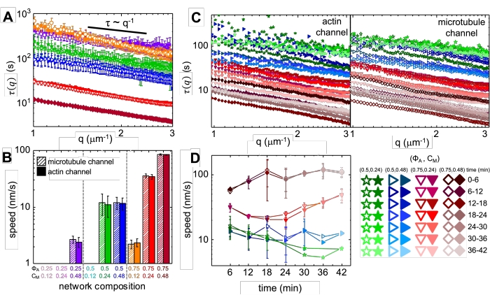Dynamic light scattering analysis; τ(q) vs q graph, actin and microtubule channels; speed vs time chart.
