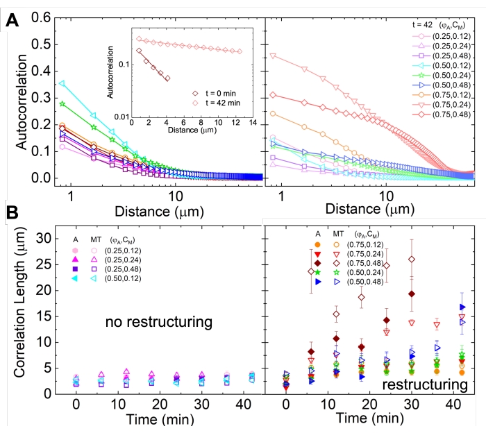 Autocorrelation and correlation length graphs for polymer restructuring analysis over time and distance.
