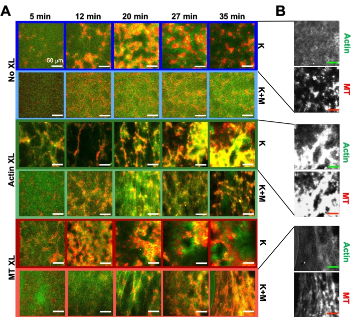 Fluorescence microscopy diagram of actin-microtubule interactions over time with and without crosslinkers.