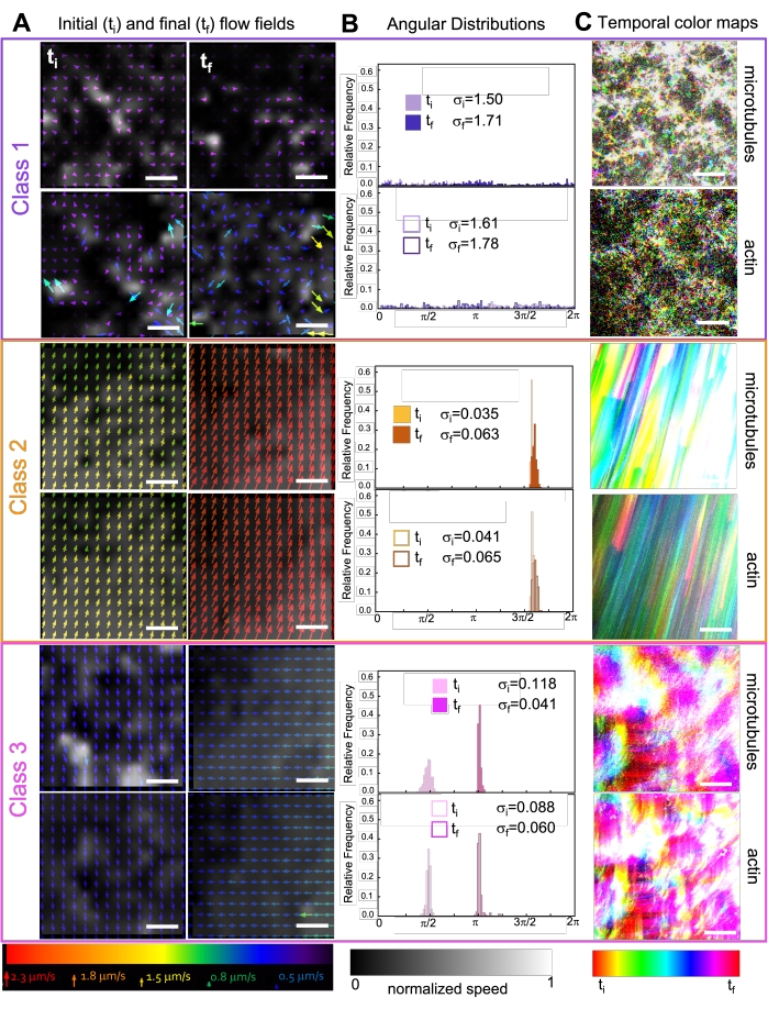 Flow field analysis with angular distributions and temporal color maps of microtubules and actin.