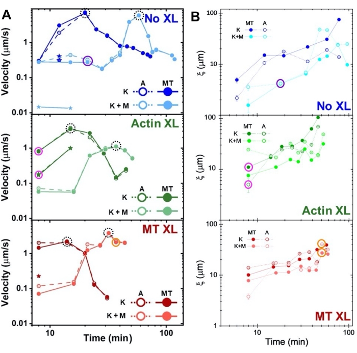 Graph of velocity and ξ over time for No XL, Actin XL, MT XL; data analysis on myosin movement.