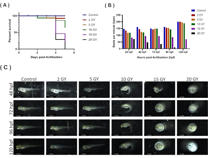 Zebrafish Radiography Zebrafish Larvae as a Model to Evaluate Potential Radiosensitizers or ...