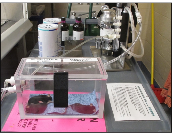 Mouse Radiotherapy Video: Establishment of a Robust and Reproducible Model of Radiation ...