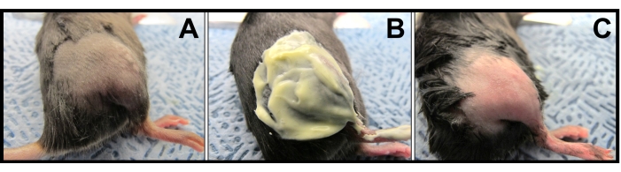 Mouse wound healing experiment showing skin treatment over time; sequence A to C, biomedical research.