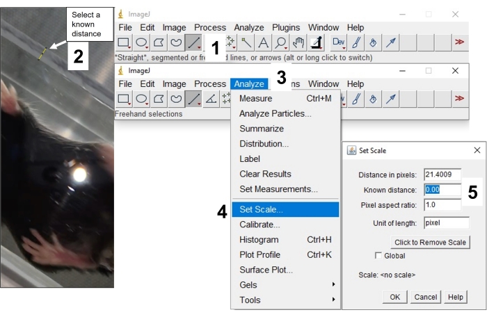 ImageJ calibration process; software interface with scale setting for image measurement accuracy.